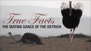 True Facts Mating Dance of the Ostrich [upl. by Ahsait]