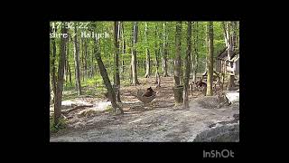 Bears and Hammock Health resort for rescued bears in Ukraine [upl. by Jedlicka]