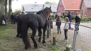 PAARDENMARKT ZUIDLAREN 2019 [upl. by Naimad913]