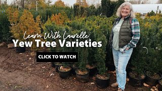 Yew Tree Varieties at Arts Nursery [upl. by Lindie]