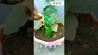 Shortvideohouseplants indoorgardening plzdosuporrtmychanlfriends 🙏🏻🙏🏻🙏🏻🙏🏻 [upl. by Shields953]