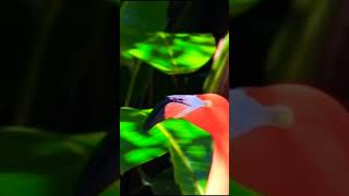 Flamingo Dancing on Rainforest Ecosystems [upl. by Janeczka982]