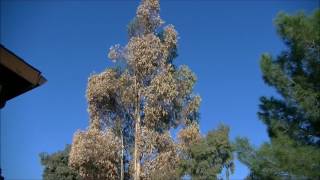 How to cut down an 80 Eucalyptus Tree Safely [upl. by Aniloj]