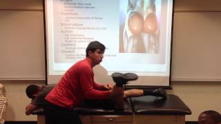 Gluteus Maximus Palpation Manual Therapy and Stretch [upl. by Needan]