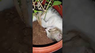 Cute cat sleeping in plant pot cat catlover catlike lovelycat prettyeyes cutekitty [upl. by Eillas839]