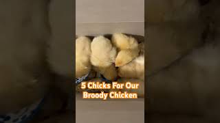 5 Chicks For Our Broody Chicken [upl. by Aknahs385]