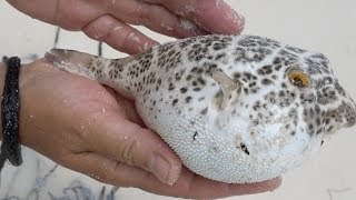 Puffer Fish Inflating and Deflating [upl. by Valorie]