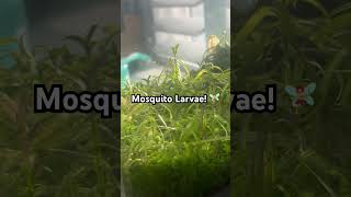 Mosquito Larvae in My Nano Tank fishtank nanotank aquascape mosquito [upl. by Henebry474]