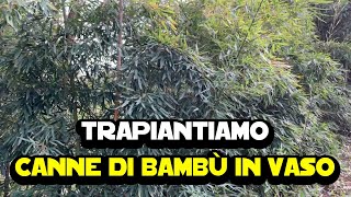 Trapiantare canne di bambù in vaso  Esperimento [upl. by Valdis]