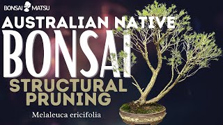 Bonsai Australian Native Swamp Paperbark Melaleuca ericifolia [upl. by Navac]