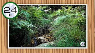 🎧 Sonido de ARROYO de AGUA corriendo por un RIACHUELO 💦 Ruido de Arroyo ASMR para Dormir y Relajarse [upl. by Mchail]