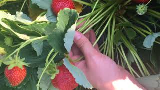 Fresh market strawberry variety trials Day neutral selections [upl. by Itra]