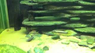 Breeding Kribensis Cichlids with Blockhead Keyhole Cichlids amp Kribensis Fry [upl. by Carin]