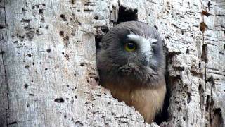 Northern Sawwhet Owl chicks Point Lobos Caliofrnia [upl. by Iahk]