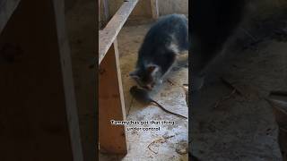 What Did The Barn Cats Do With This Rodent rodents [upl. by Ressan]