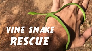 Moving a Vine Snake off the road [upl. by Ellerret637]