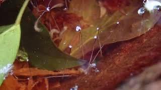 Hoverfly larvae rattailed maggots in tree cavity [upl. by Sido618]