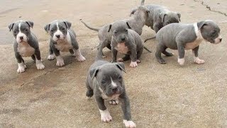 Pitt Bull Powerful Puppies [upl. by Anilah247]