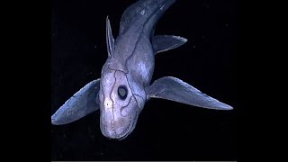 Facts The Chimaera Ghost Shark [upl. by Nirmak602]