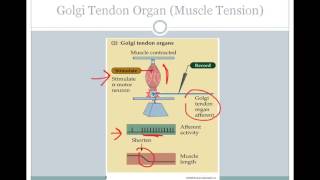 SJSU Neurophysiology  Lecture 10  Sensory Neurons [upl. by Arbmahs]