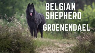 Belgian Shepherd dog The Belgian Groenendael temperament [upl. by Airdni]