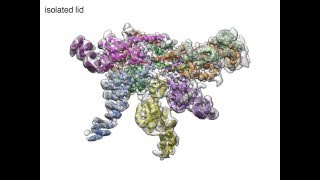 26S Proteasome Lid Gymnastics [upl. by Dittman]