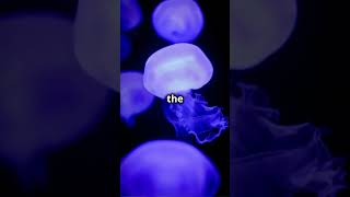 Craziest facts about jelly fish shorts jellyfish facts [upl. by Tinaret767]