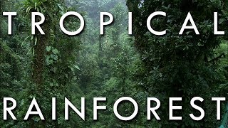 The Tropical Rainforest Climate  Secrets of World Climate 1 [upl. by Koenraad633]