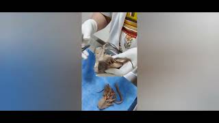 Dissection of Urinary Bladder anatomyformedicos2260 [upl. by Nimesh]