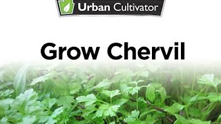 How to Grow Chervil Indoors  Urban Cultivator [upl. by Nogem]