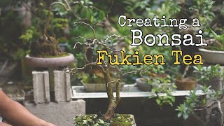 EP 9  Fukien Tea Bonsai  Carmona Retusa [upl. by Clim]