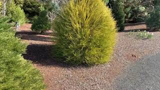 Thuja orientalis  Franky Boy  Golden Thread Leaf Chinese Arborvitae March 12 2020 [upl. by Burkitt]