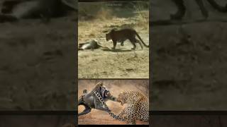 आखिर Baboons Leopard को कैसे मार देते हैं  Leopard vs Baboons By Wild Battles [upl. by Ailet]