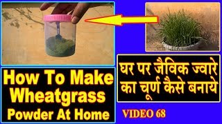 Wheatgrass Powder JuiceHow To Grow Organic And Make Powder at Home [upl. by Guthry]