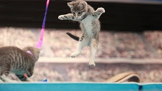 Road to the Kitten Summer Games  Episode 9 Romping Wrestling  Kitten Summer Games [upl. by Naimed958]