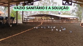 VAZIO SANITÁRIO NO GADO LEITEIRO [upl. by Eedyak]