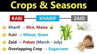 Crops amp Seasons In India  Rabi Kharif Zaid Crops  UPSC SSC CGL CHSL Bank amp Railway Indologus [upl. by Karna]