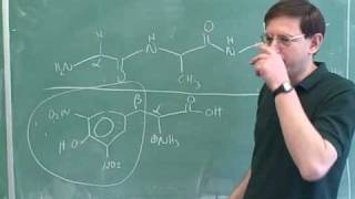 Introduction to amino acids and peptides 11 [upl. by Lemmueu]