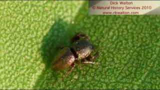 Sassacus cyaneus beetle mimic  Jumping spider [upl. by Spillar]