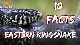 Ten Facts About the KING of the Snakes The Eastern Kingsnake Fascinatures Field Guide Series [upl. by Nnaycart563]