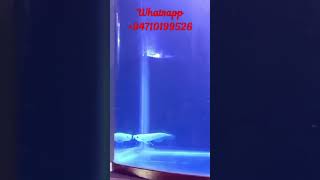 Albino arowana moving to tank arowana aquarium fish fishing viral shorts trending video [upl. by Lunna]