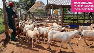 Vaccination schedule for goats by hamiisi semanda 256773343283 [upl. by Nelson]