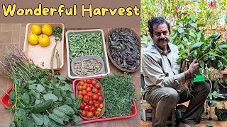 Wonderful Harvest of organic Vegetables  చిక్కుడు ఆకుకూరలు కాయగూరలు పంట [upl. by Hairahcaz655]