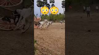 Bull race stunt 😳🤞🔥🔥  Bull Race  Andhra Pradesh  India trending reels shorts viralvideo [upl. by Yenoh648]