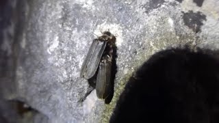 Glow Worms Mating  Lampyris noctiluca [upl. by Bandler146]