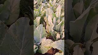 Cauliflower Brassica oleraceaफूलगोभी777vegetable farming 777 [upl. by Legnaesoj301]