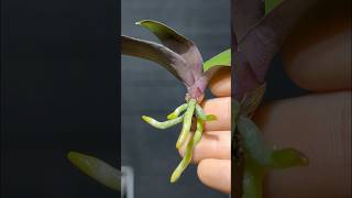 Great results when growing orchids in water diy garden [upl. by Yenahs]