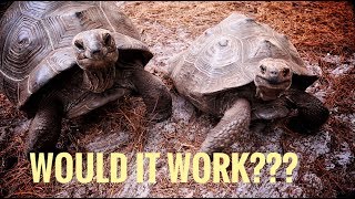 Can a Galapagos Tortoise Breed with an Aldabra [upl. by Ardnekahs25]