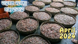 ডায়মন্ড হারবার নগেন্দ্র মাছের বাজার 2024  prawn and aila fish price 2024  Kolkata fish market [upl. by Jenna]