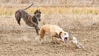 CAZA DE LIEBRES CON PERROS GALGOS 2022  PERROS DE CAZA Vamos al Campo [upl. by Otiragram]